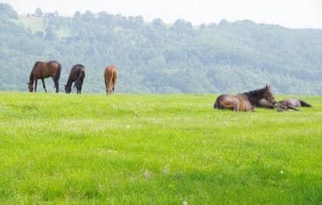 夏競馬荒れる　画像7