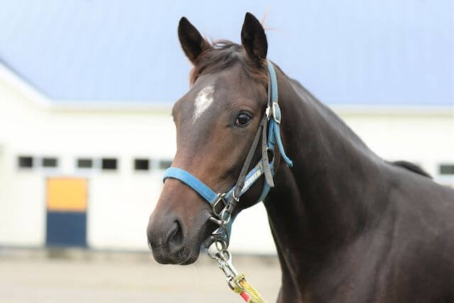 地方競馬でコツコツ稼ぐ　画像4