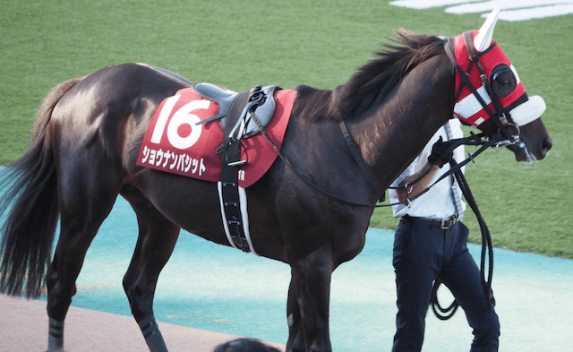 京都記念穴馬1頭目：ショウナンバシット